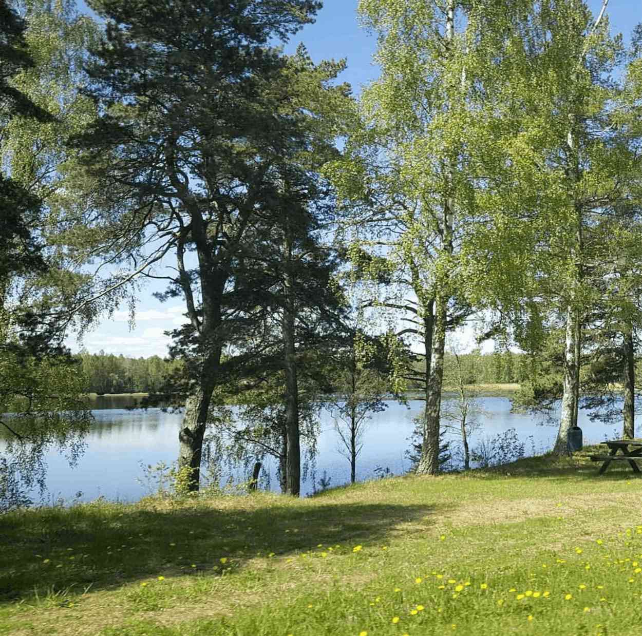trees in front of lake with grass