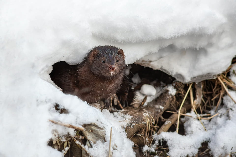 mink in snow