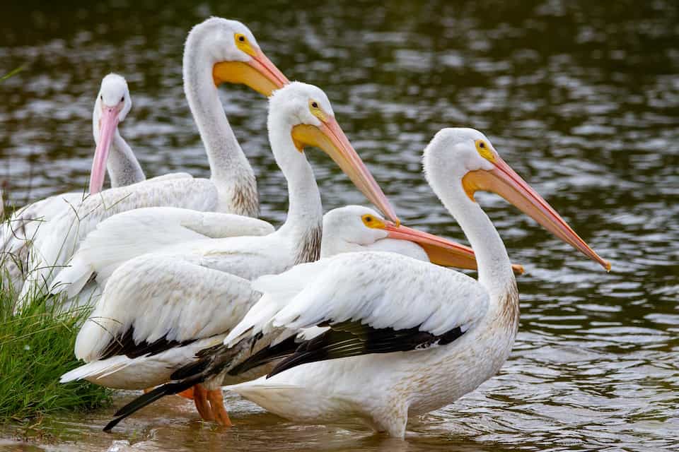group of white pelicans