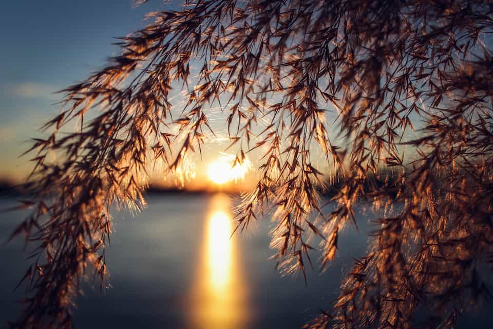 tree in front of lake
